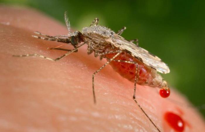 “Anopheles stephensi”, el nuevo mosquito que preocupa a África