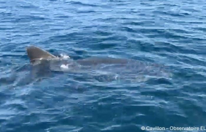 “Se acercó a mí muy lentamente”: testifica el pescador que vio un gran tiburón blanco cerca de Porquerolles