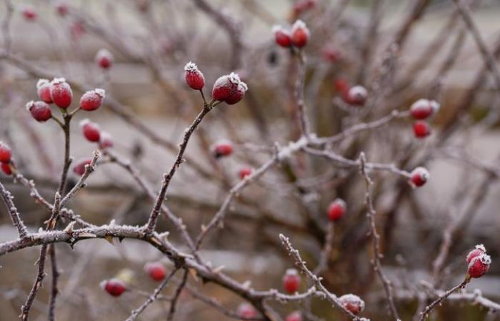 Partes del Reino Unido se preparan para una “nieve perturbadora” después de la noche más fría de la temporada | Noticias del Reino Unido