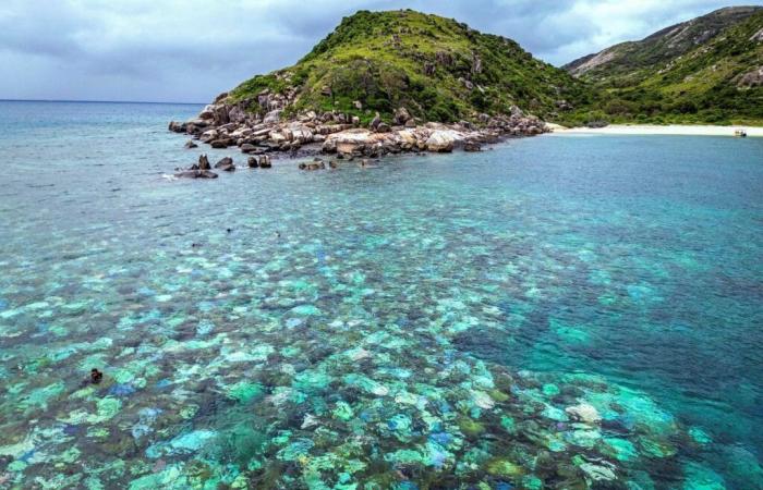 Australia: Mortalidad récord de corales en parte de la Gran Barrera de Coral