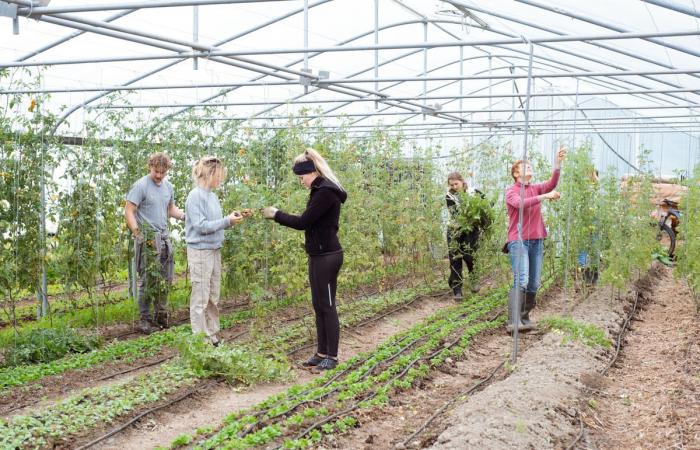 Para fortalecer la agricultura campesina, voluntarios belgas se hacen cargo de los campos