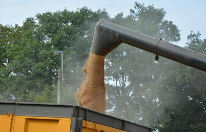 Previsiones de cereales de la FAO: más trigo… y menos maíz