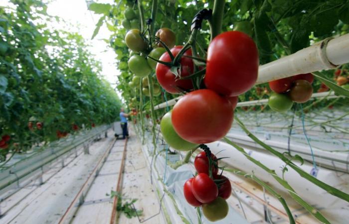 En Isigny-le-Buat, 500 personas protestan contra los invernaderos de tomates