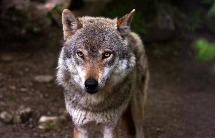 Wolf en Finistère: nuevas medidas adoptadas