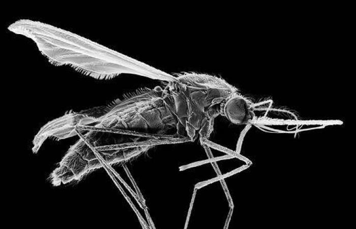 Aumento de los casos de malaria: un mosquito procedente de Asia preocupa a África