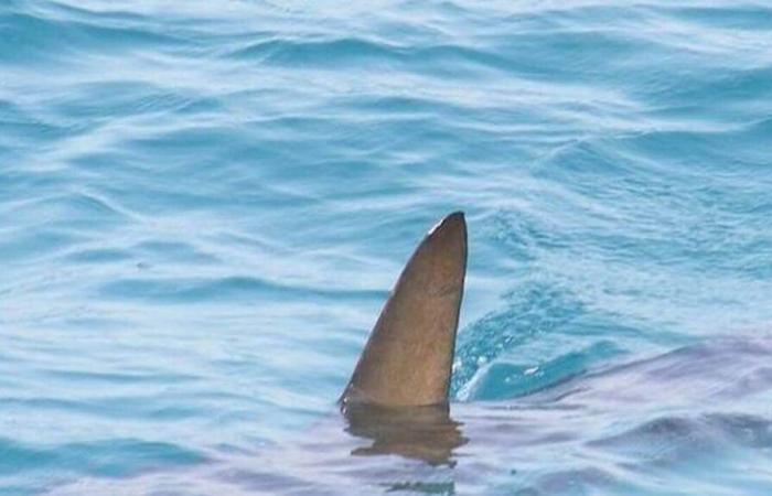 Un gran tiburón blanco de 4 metros observado frente a la costa de Var