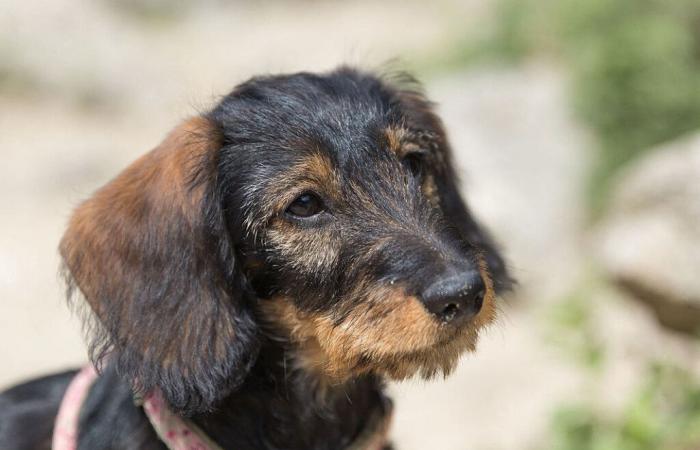 el perro salchicha yacía en su sangre