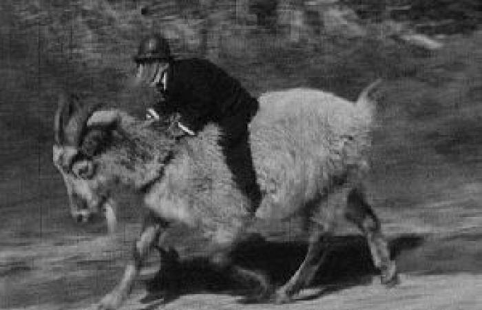 Sí, podemos convertirnos en cabras viendo el daño que hacen las cabras. Pero esa no es razón para convertir al alcalde en un chivo expiatorio…