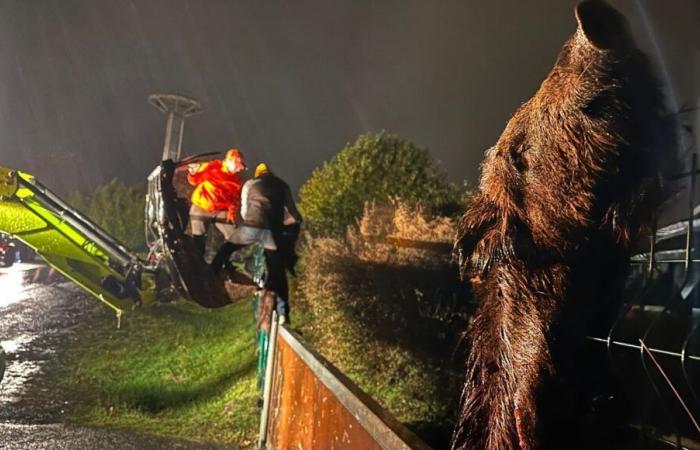 Los agricultores de Dordoña cuelgan jabalíes muertos ante una administración y la federación de caza