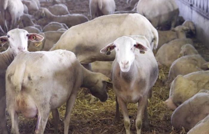 Tensas negociaciones sobre el precio de la leche de oveja