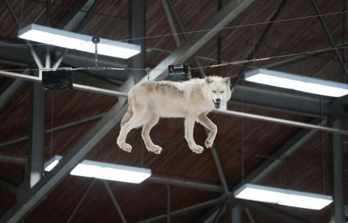 El francés ocupa su lugar en los Sudbury Wolves