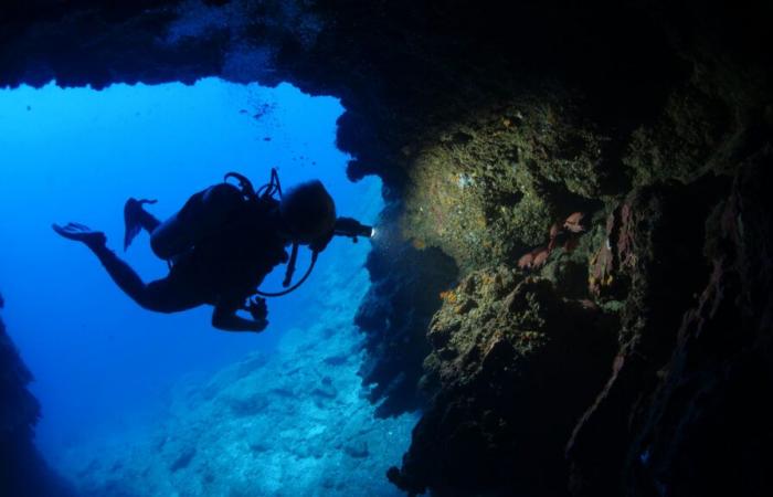 Creyendo haber encontrado un naufragio, los buzos descubren que esta “sombra gigante” está viva