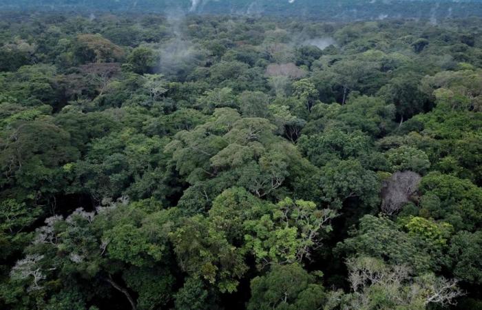 Visto, leído, comprobado | ¿Puede el planeta ser más verde con menos árboles?