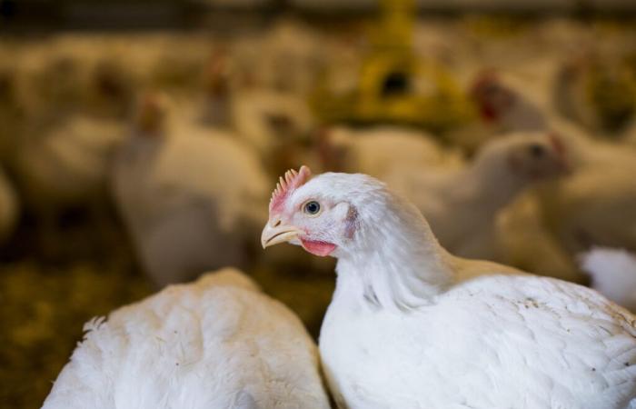 Dos bandadas de aves de corral en Montérégie infectadas por la gripe aviar