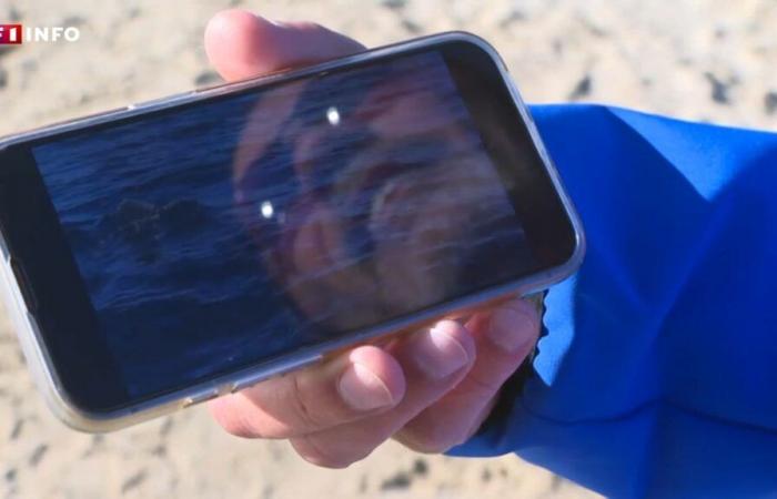 Un tiburón blanco en las aguas del Var: el pescador que lo filmó cuenta su “extraordinario encuentro”