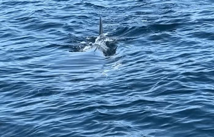 Un hombre filma un gran tiburón blanco de unos 4 metros cerca de Porquerolles: “Sé que es extremadamente raro”