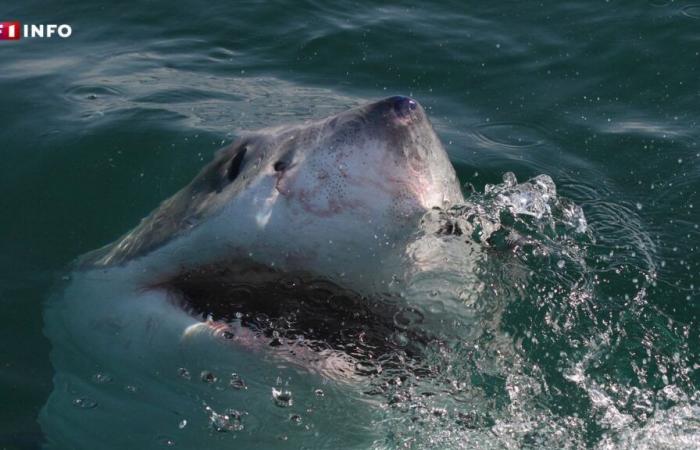 Un gran tiburón blanco fotografiado por un pescador en el Var, un fenómeno extremadamente raro en el Mediterráneo