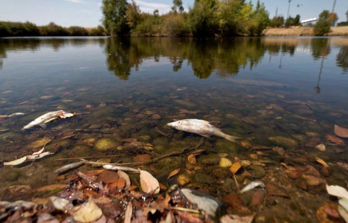 Un volumen de agua fatal para la fauna acuática: el sindicato paritario Gers Trigone declarado culpable