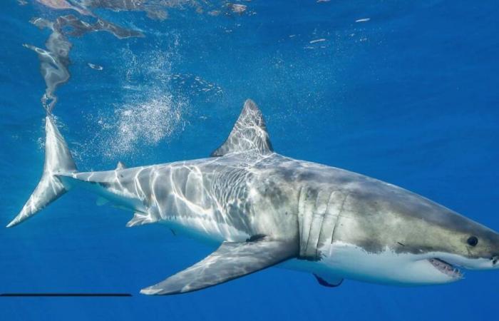 Un tiburón blanco observado frente a Porquerolles.