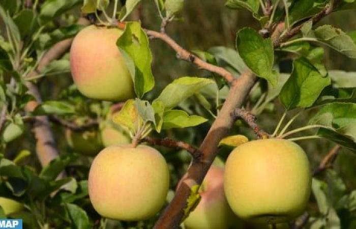 Béni Mellal-Khénifra: una producción de más de 59.000 toneladas de manzanas en 2023