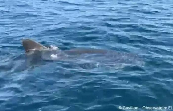 “Es una especie extremadamente amenazada, más que amenazante”: un experto de la Riviera analiza la aparición de un gran tiburón blanco en las aguas de Porquerolles