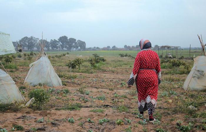 la venta de tierras colectivas generó grandes ganancias para el Estado