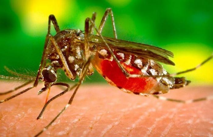 Malaria: un mosquito procedente de Asia preocupa a África