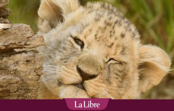 El “raro e impresionante” descubrimiento de un felino intacto con dientes de sable provoca una primicia en la historia de la paleontología (FOTO)