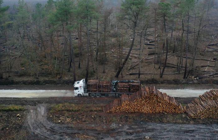 Incendios forestales: 2023, un año récord y devastador en toda Europa