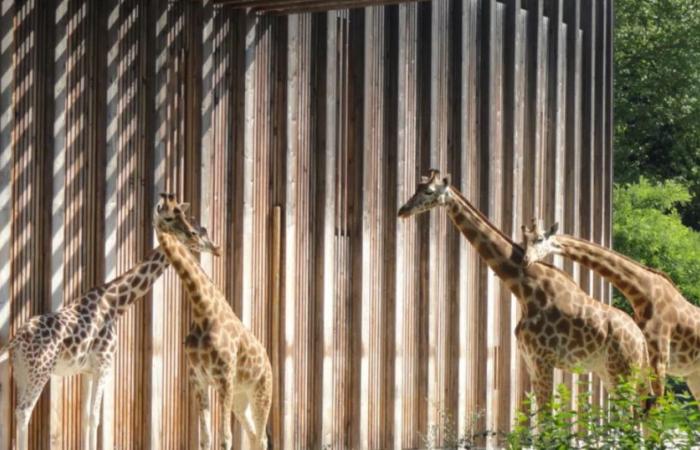 16 asociaciones exigen el cierre del famoso zoológico Tête d’Or