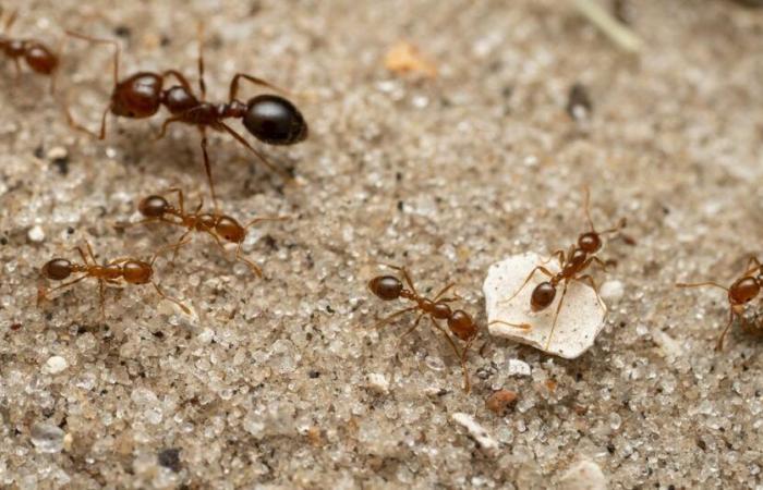 Un segundo brote de hormigas eléctricas, “extremadamente invasivo”, descubierto en Francia