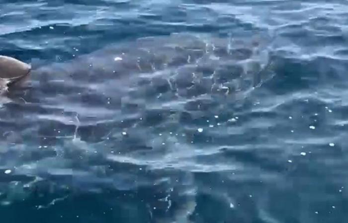 Imágenes raras de un gran tiburón blanco observado frente a la costa de Var