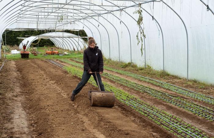 Para fortalecer la agricultura campesina, voluntarios belgas se hacen cargo de los campos