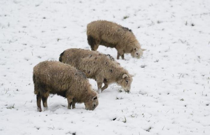 En imágenes: el Reino Unido tiembla ante la llegada de la nieve