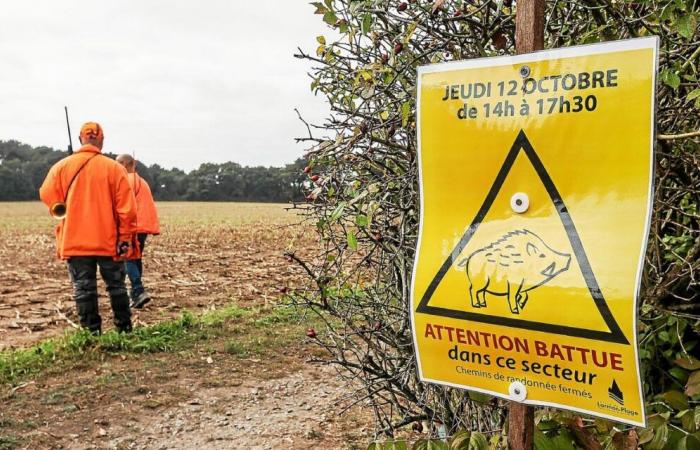 Caza y captura de jabalíes: en Finistère, medidas para una mayor regulación