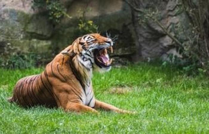 Un tigre dientes de sable descubierto íntegramente preservado en Siberia, el primero desde su extinción hace 28.000 años