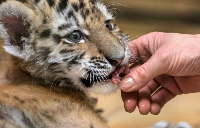 En la televisión y en el cine, animales en peligro de extinción