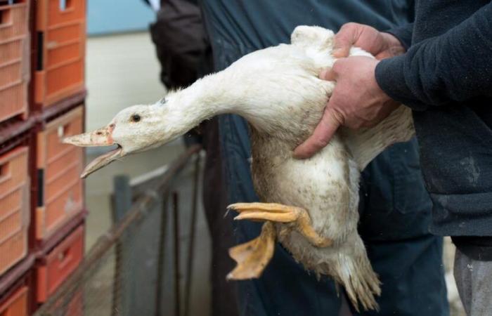 El Consejo Federal se opone a la iniciativa contra el foie gras, sin contrapropuesta – rts.ch