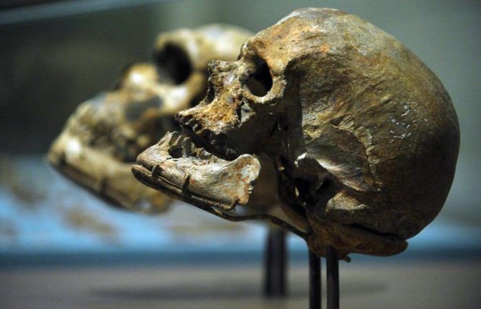 Cruces insospechados entre miembros del género “Homo”: sapiens, neandertales, denisovanos