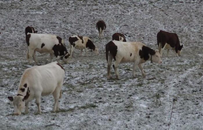 Lamoura. La nieve apareció tímidamente en el Alto Jura