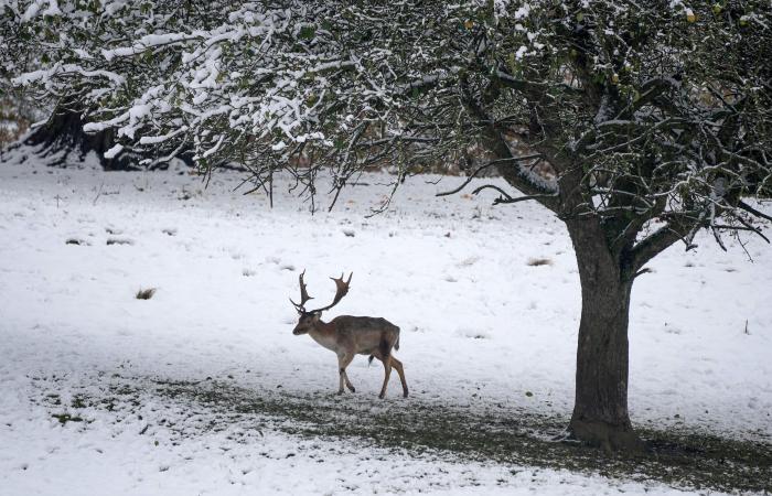 Tiempo más reciente: nueva advertencia de nieve y hielo emitida por la Oficina Meteorológica ya que se esperan interrupciones en los viajes