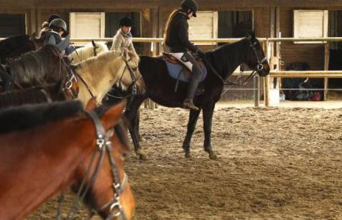 Un director de un centro ecuestre ante los tribunales por maltrato animal