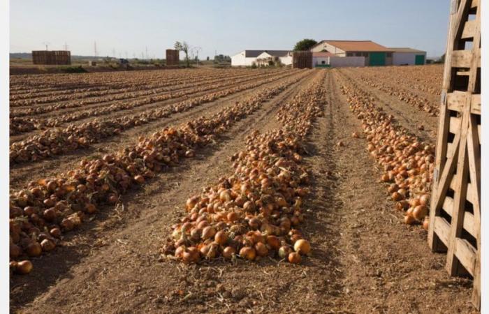 “Los bajos precios actuales no significan que no haya demanda, porque es todo lo contrario”