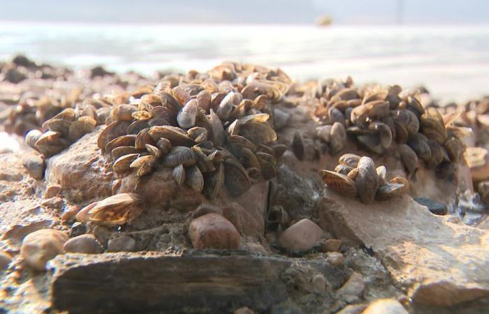 Los mejillones vuelven a emerger de este lago del Jura.