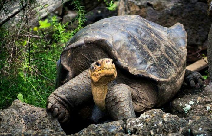 Unidos de Friburgo: el caparazón frena la evolución de la tortuga