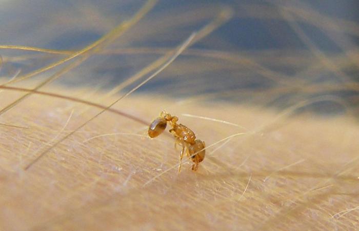 una amenaza para los residentes y la biodiversidad