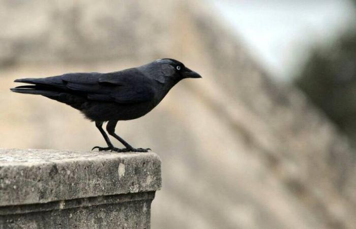 ¿Quiénes son las grajillas, esos pájaros que destruyen las cosechas y provocan incendios?