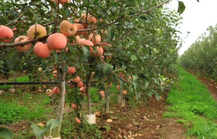 Aún queda un largo camino por recorrer para reactivar la producción frutícola