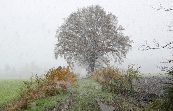 La primera nevada deja una alfombra blanca en Limburgo: código amarillo para condiciones resbaladizas esta noche y esta noche durante la primera inyección invernal