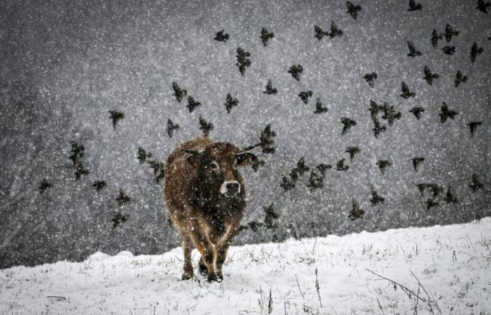 Nieve, frío y viento: el invierno llega a Francia a principios de temporada – 21/11/2024 a las 04:13